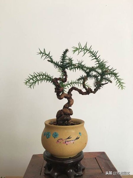 澳洲杉怎么繁殖,澳洲杉盆景修剪