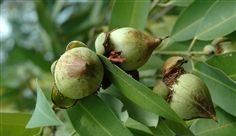 铁木材质有什么特点,铁木有哪些特征