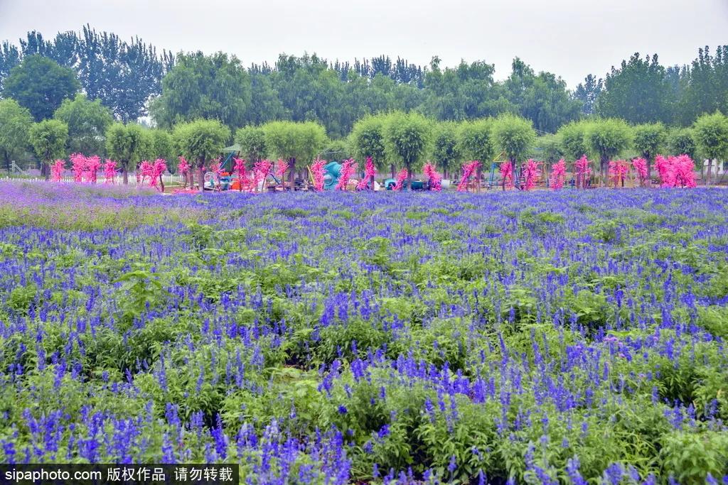 薰衣草花海真是太美了,北京薰衣草花海打卡网红地