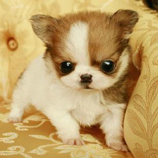 狗狗在寒冷的冬天能冻死吗,6种最怕冷的狗狗你家狗上榜了吗