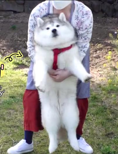 二哈减肥,为什么二哈会变瘦