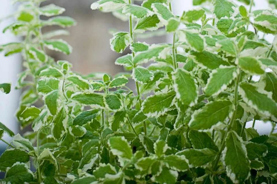 薄荷枝条扦插培养8天后得出结论,薄荷怎么繁殖水培