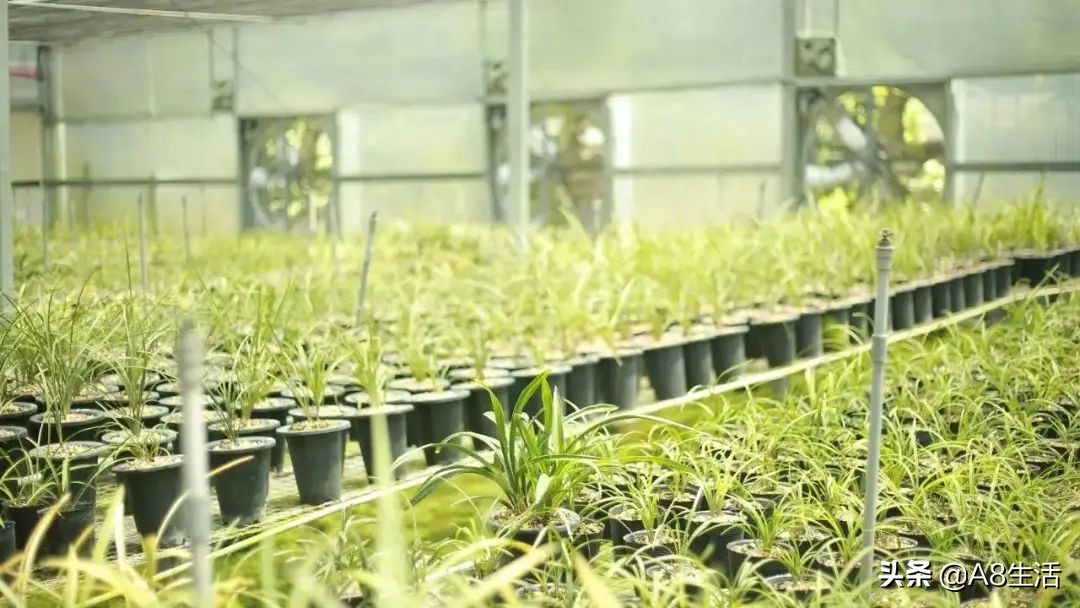 每日一品花卉,每日一品中国兰花春兰