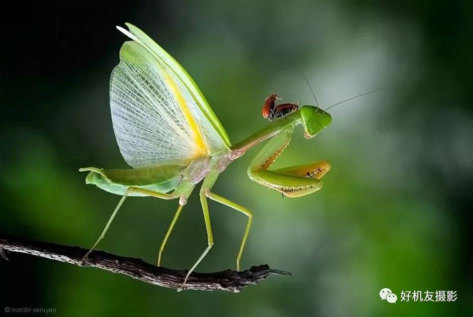 想拍出蜻蜓复眼、花蕊细节？不妨从这7个方面注意一下