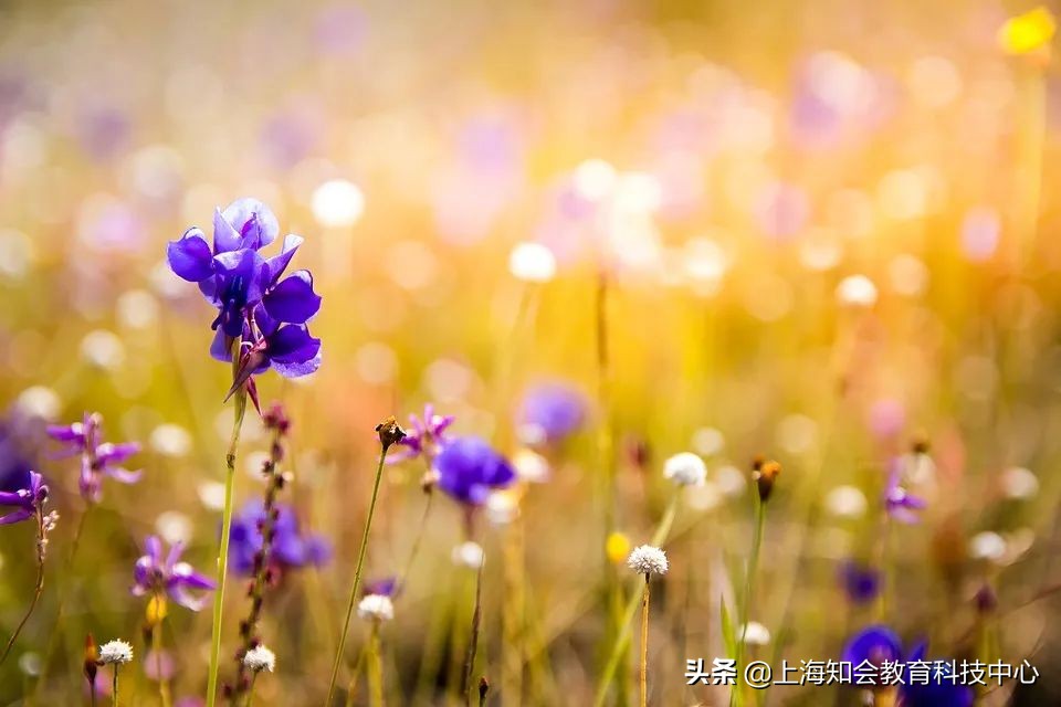 白岩松说自己对孩子教育很重要 (白岩松的家庭教育决定孩子一生)