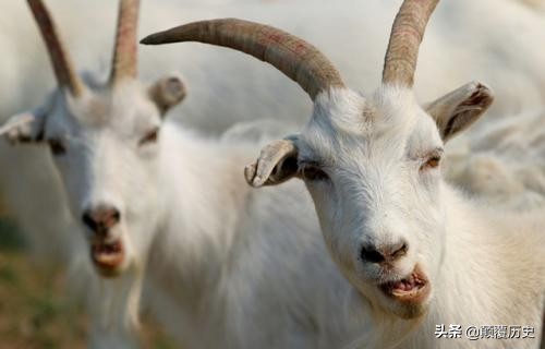 十羊九不全命理,十羊九不全属羊的真不好吗