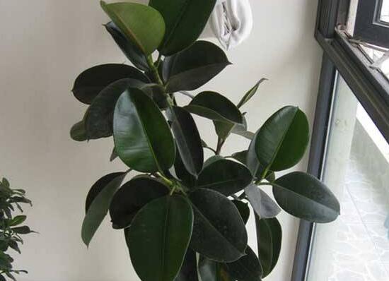 橡皮树烂根什么原因,橡皮树烂根怎么办