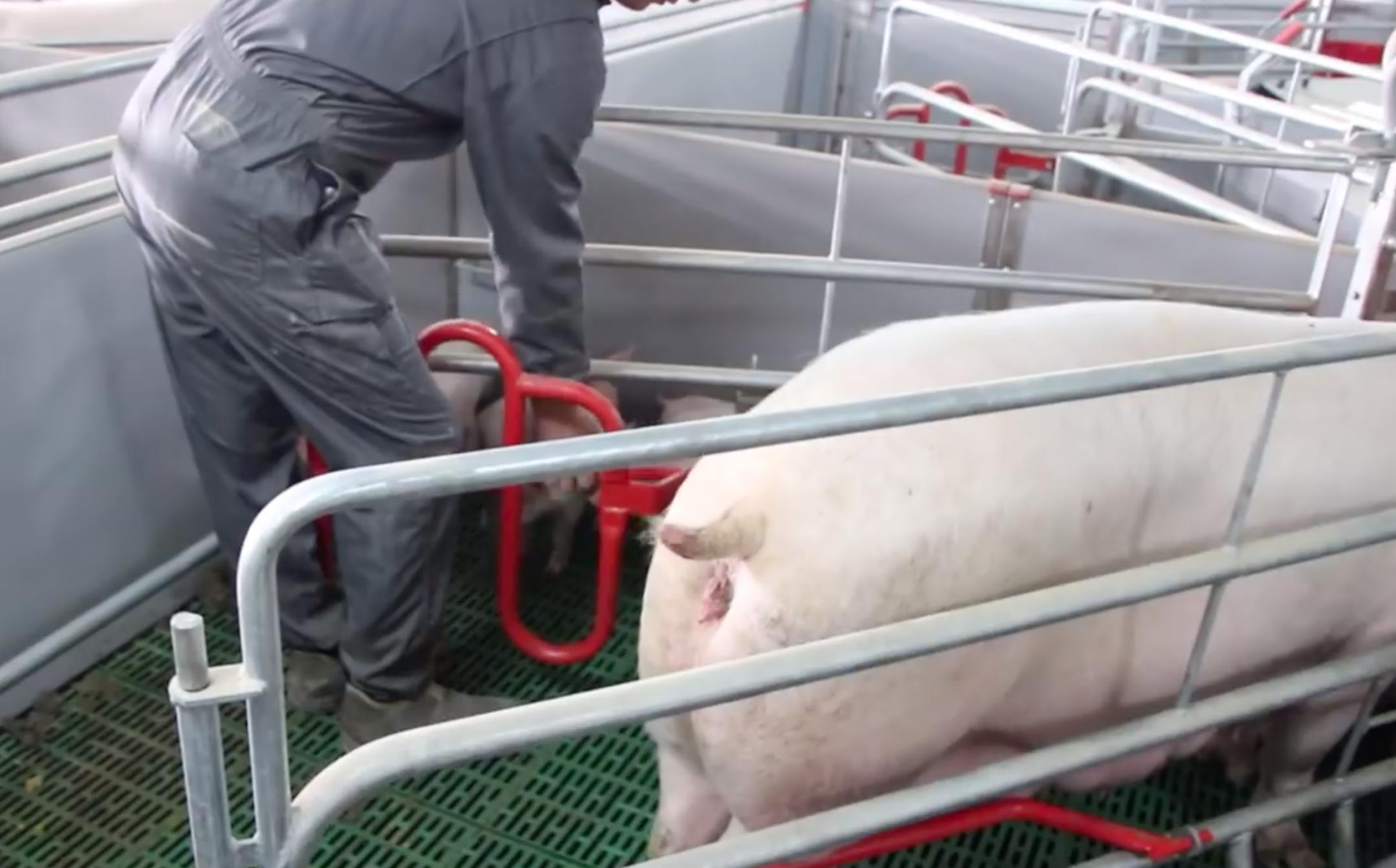 新式猪产床,猪产床怎么设计