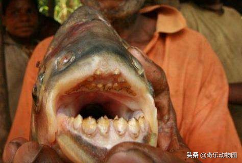 热带雨林亚马逊河食人鱼,亚马逊河的食人鱼吃人吗