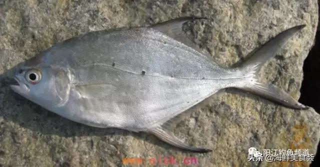 中国本土最便宜的鱼10种,哪些鱼档次又高又便宜