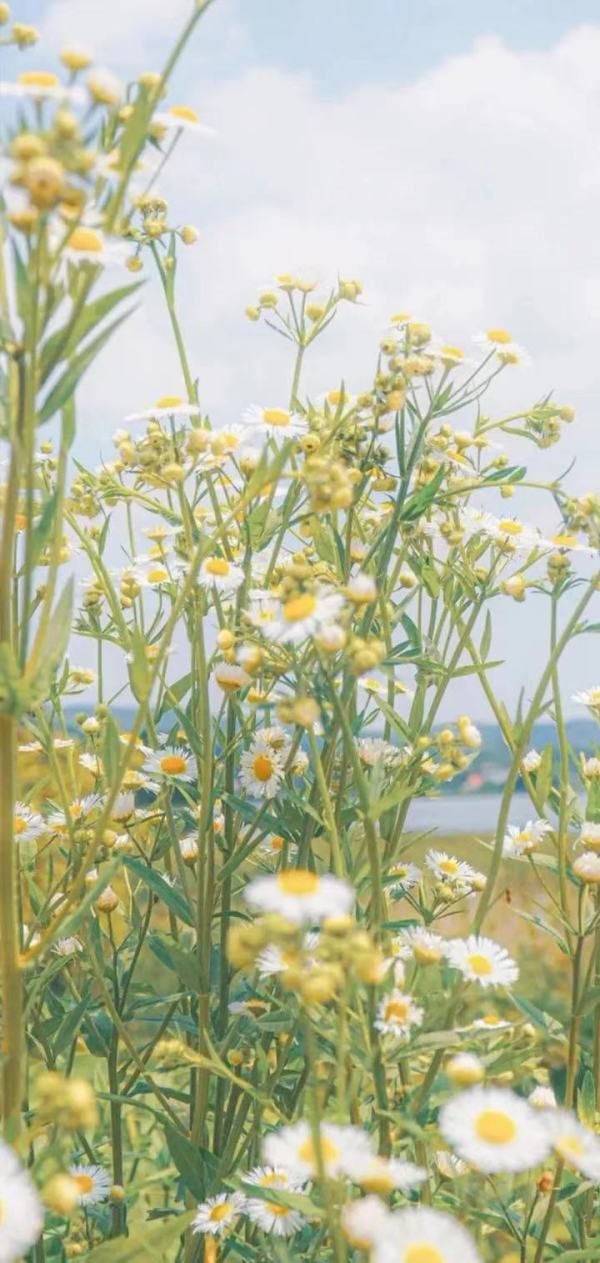 大智若愚什么意思简单的讲解一下,上善若水大智若愚什么意思