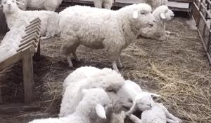 收割北京最有钱的口袋：奢侈品柜姐的秘密