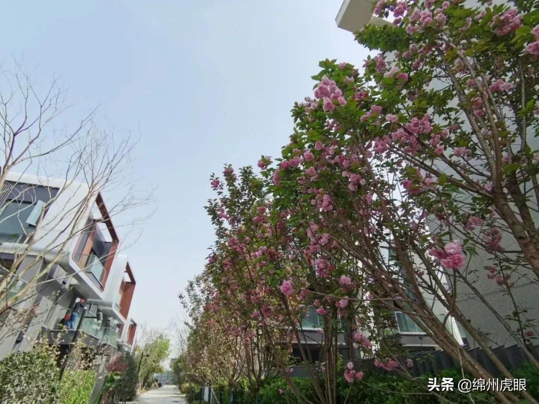 绵阳2021交房的高品质楼盘,绵阳各区域的高端楼盘