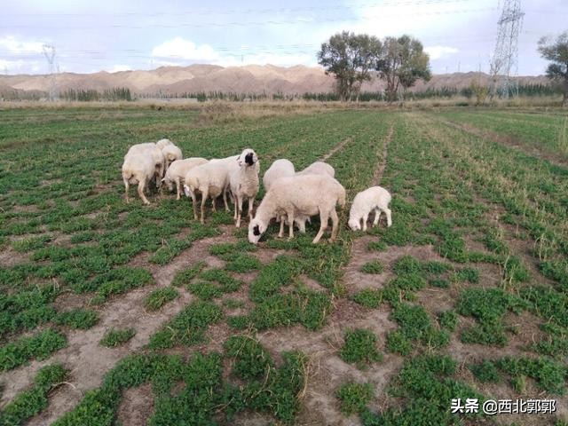 产羊有死胎不下胎盘怎么办,产羊胎衣不下表现