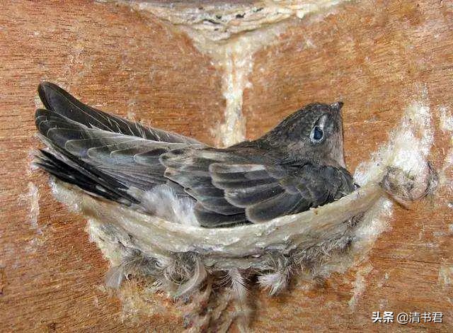 雨燕是世界上飞得最快的鸟吗,雨燕是飞得最快的燕子吗