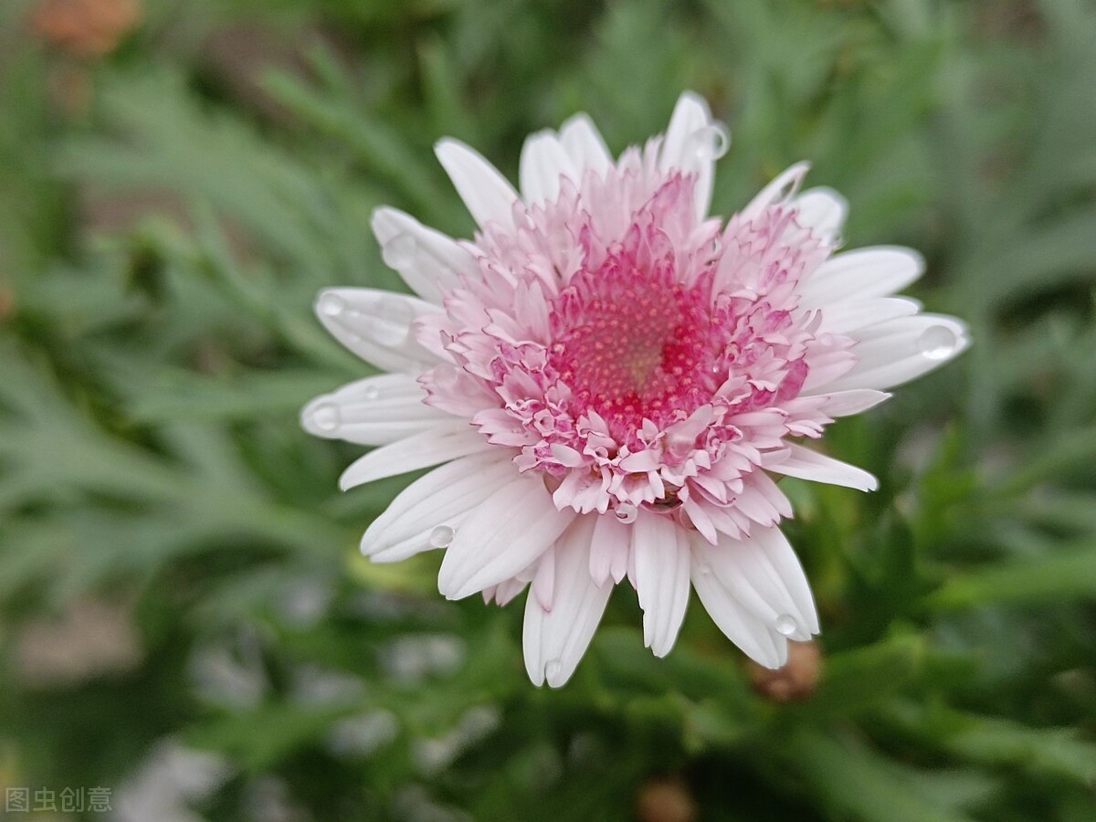 养玛格丽特,养了多年的玛格丽特