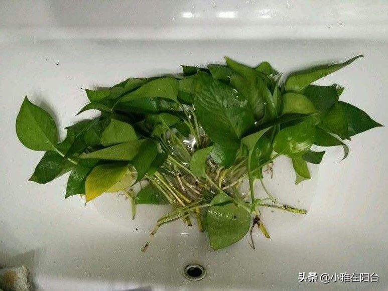 绿萝冬天冻伤了长新叶怎么换盆,绿萝叶子冻了怎么办