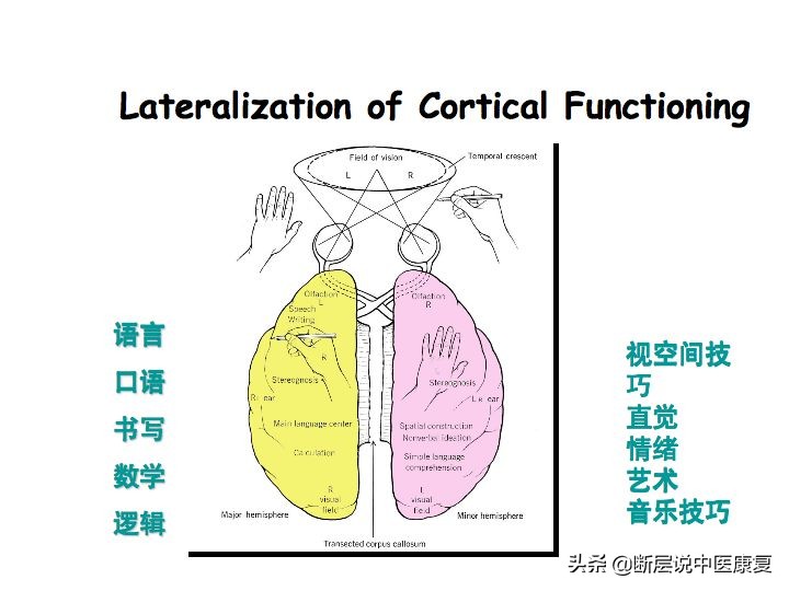 中枢神经系统断层解剖讲解,中枢神经3d解剖动画