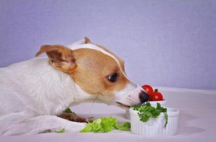 狗狗牙龈出血用什么药最好,狗狗牙龈有点红肿用什么药最好