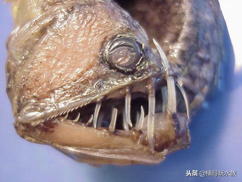 至今还未灭绝的远古深海怪物,六大最可怕的深海怪物