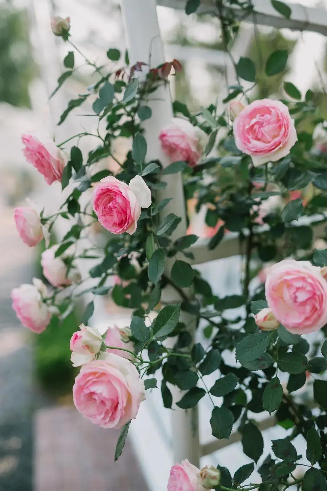 南京溧水千亩玫瑰,南京玫瑰园千亩花海迎来盛花期