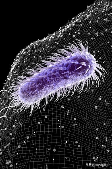 幽门螺杆菌胃病食疗,幽门螺杆菌导致胃病如何治