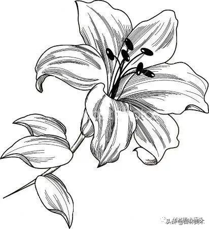 工笔花卉线稿和色稿,花卉白描线稿