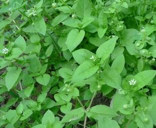 牙疼最好的办法一招教你,牙疼用什么方法快速止疼最有效