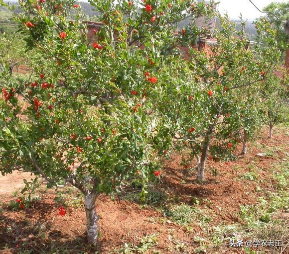 新移栽的石榴注意事项,移栽石榴树第一年活了第二年死了