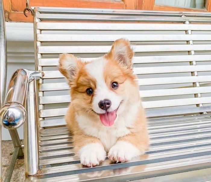 萌狗狗柯基犬可爱视频,小柯基犬3个月的图片大全集