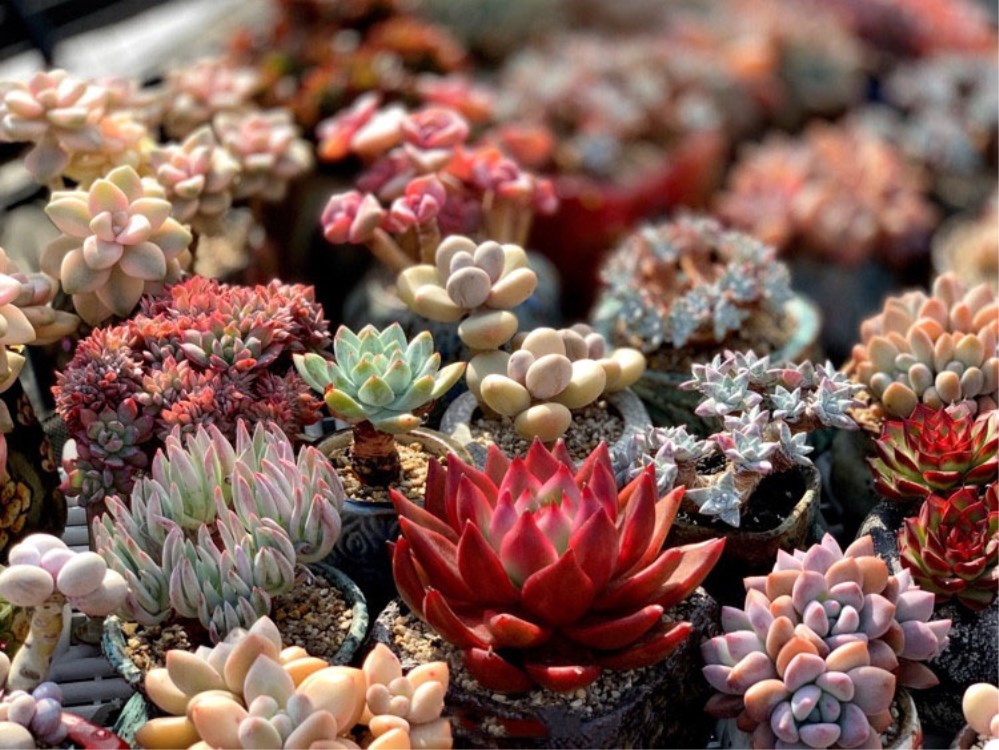 多肉植物化水是什么原因,多肉植物化水了怎么救