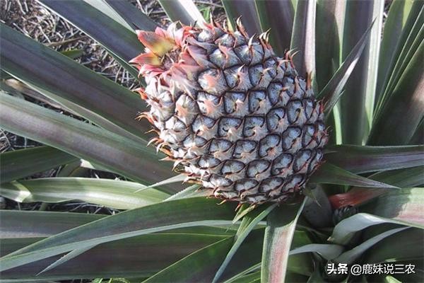 菠萝的种植技术和施肥方法,菠萝种植技术教程