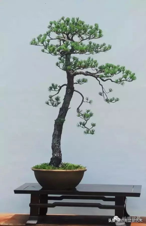 素仁格与文人树，你怎么看？