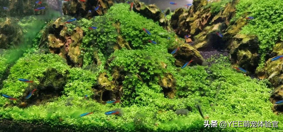 怎么去除黑毛藻和绿藻,除黑毛藻最好的办法