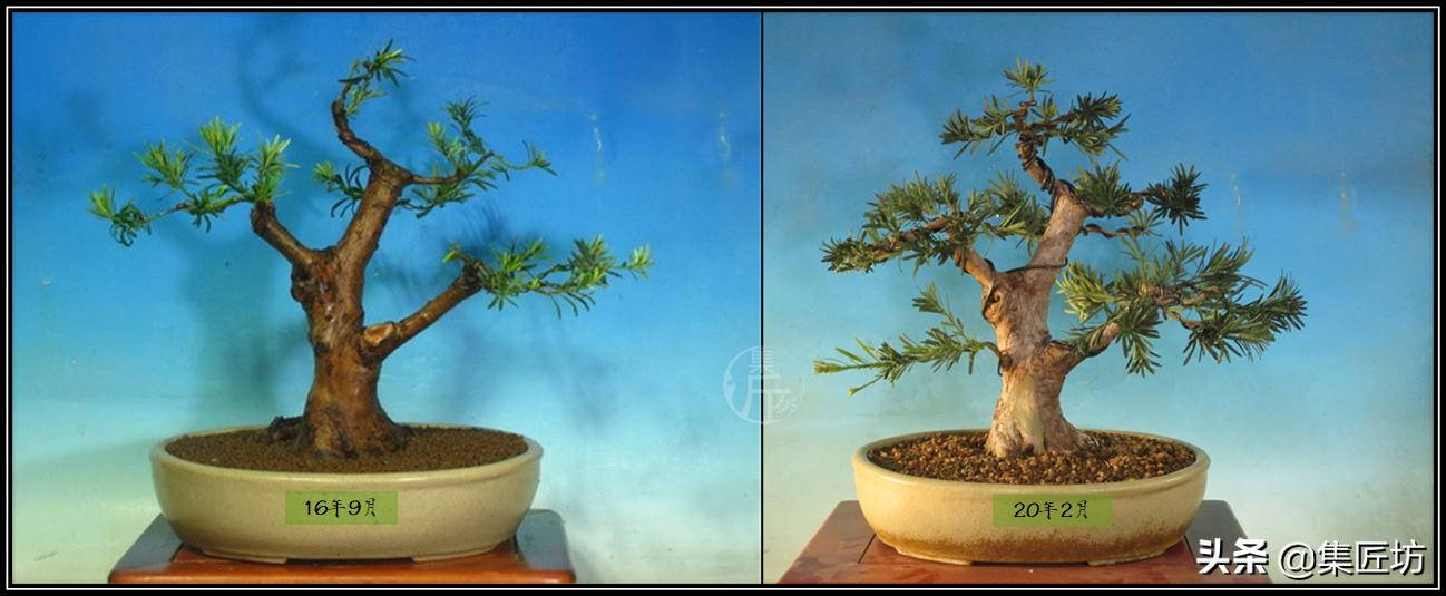 雀舌罗汉松小盆景造型,雀舌罗汉松造型制作视频