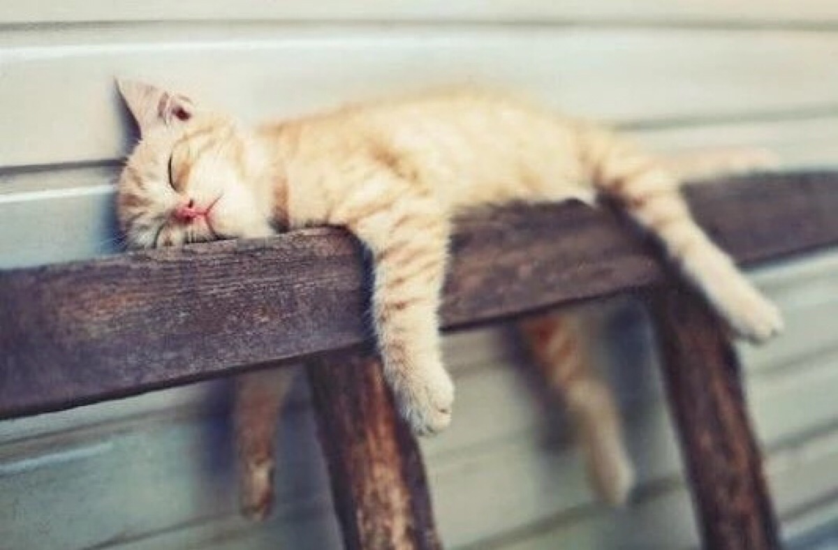 十二星座2021第十七周运势排行,猫巫占卜十二星座周运