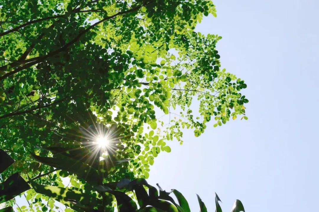 林徽因惊艳的时光,林徽因一片阳光原文