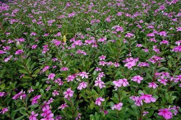 看到花的时候,不知是什么花?那就收下这份百花图谱