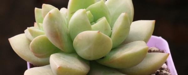 麦穗多肉盆栽养殖方法,多肉绿宝石盆栽的养殖方法