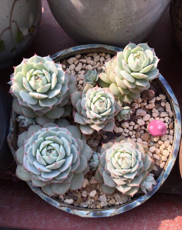 多肉白腐病的克星,多肉黑茎怎么治