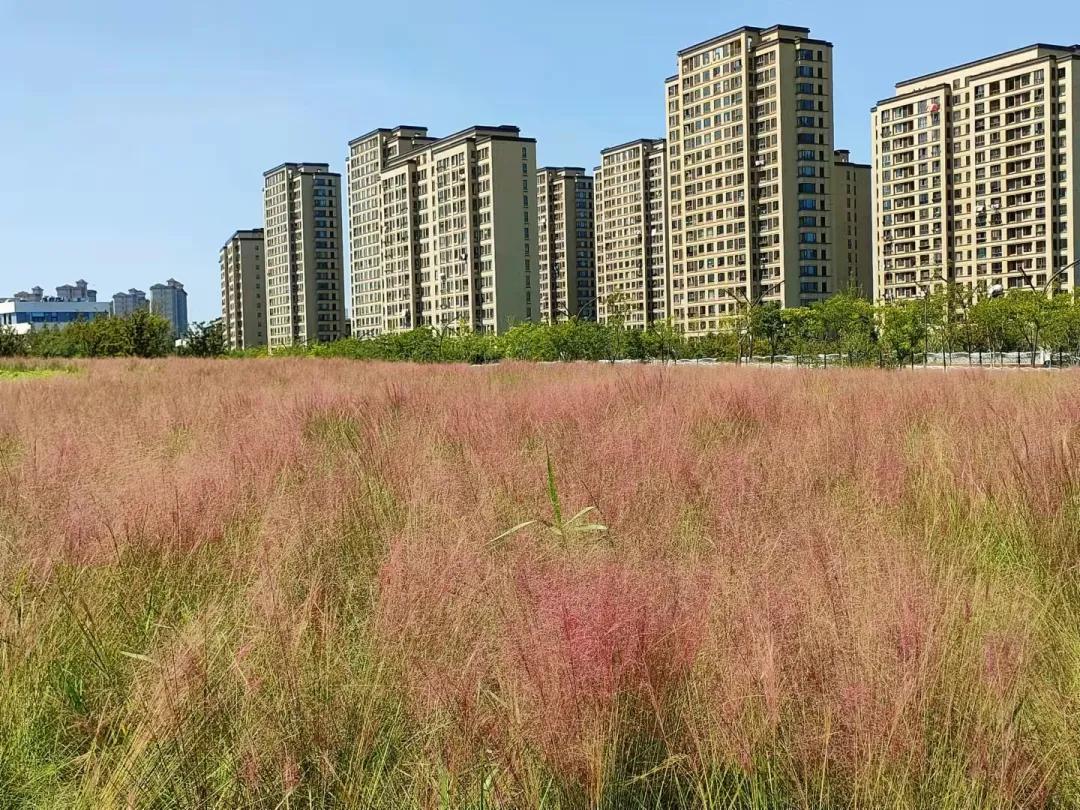 上海观赏草,上海之鱼冬天风景