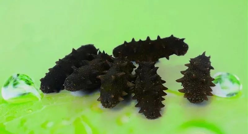 海参泡发冷冻注意事项,泡发后的海参怎么吃最有营养