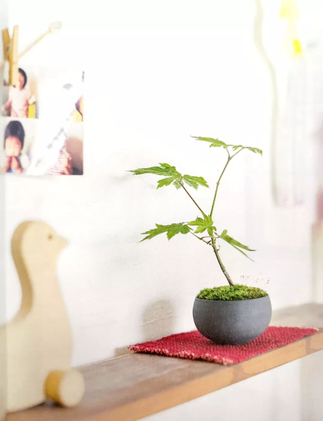 阳台养花垫片大全,去花盆小虫的小窍门