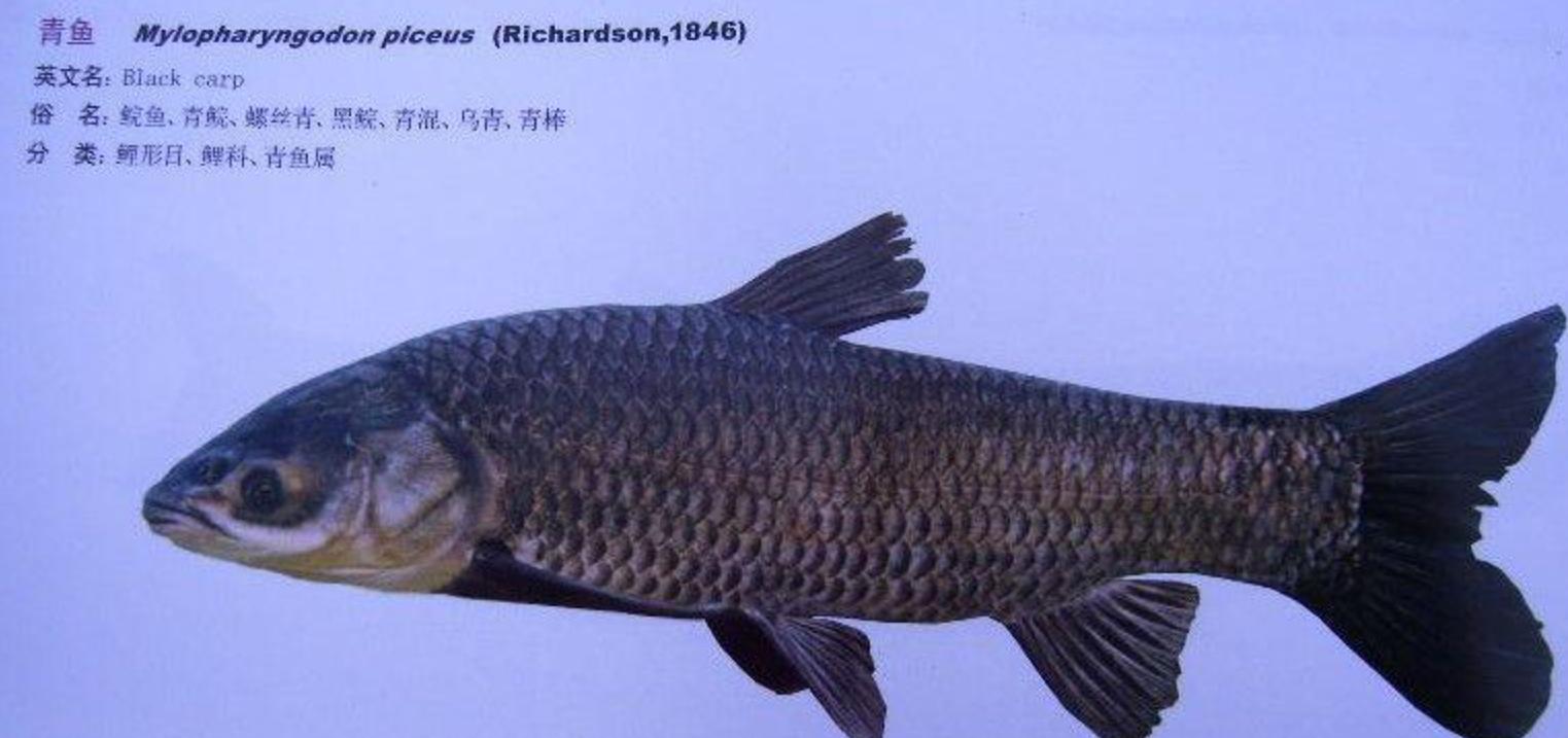 三峡大坝蓄水现在鱼有多大,三峡大坝建成后鱼类减少多少种