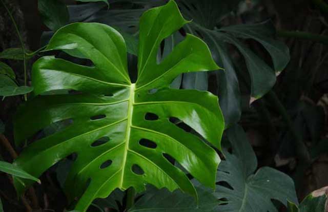 几种方法除甲醛最有效,新房除甲醛哪种植物最好最有效