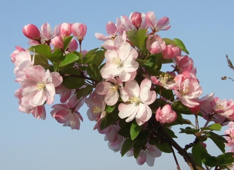 海棠花盆栽病虫害防治,海棠花常见病虫害的防治