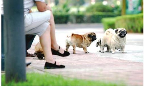 车撞死猫逃跑算不算肇事逃逸,车撞死狗跑了算逃逸吗