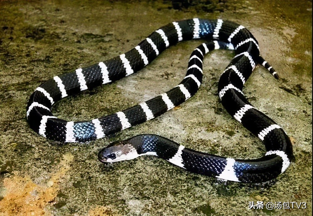 惊险！居民家中竟然有蛇出没这份防蛇攻略请收好