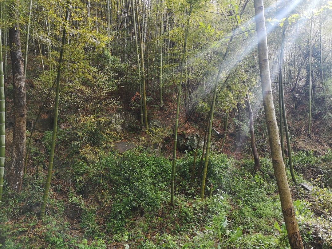 竹林深处探宝——只为了那一棵黄精