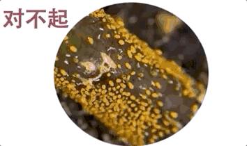 澳洲入境被遣返流程,澳洲三年不准入境禁令怎么解除